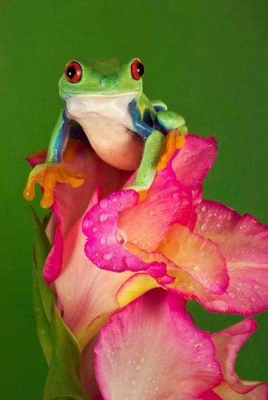 Red-eyed tree frog 